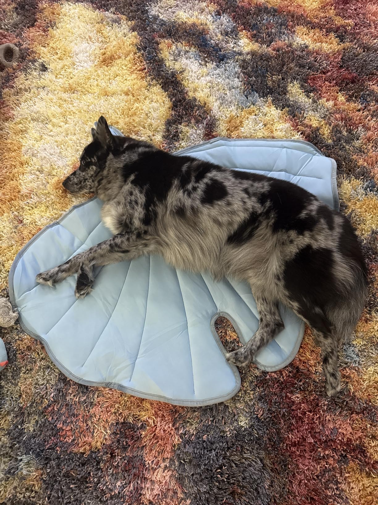 Max on Wagley mat