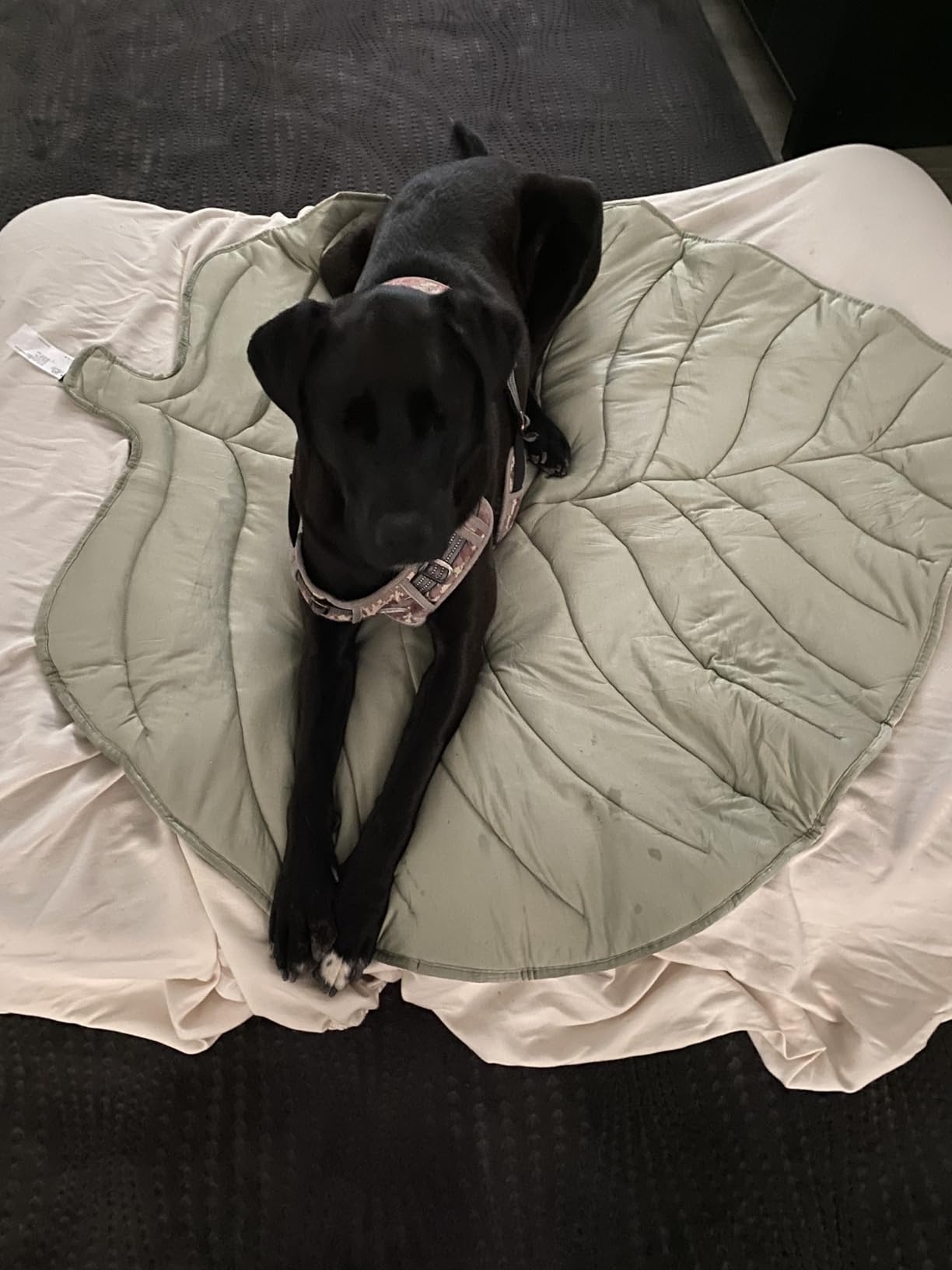 Luna on Wagley mat