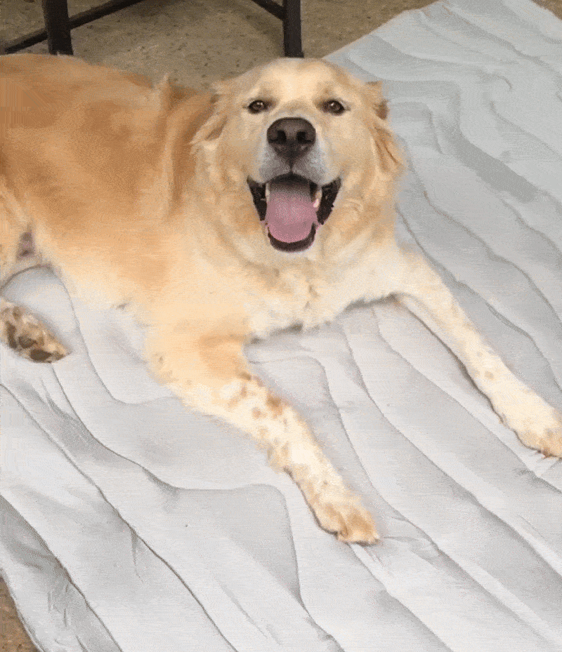 Dog panting in heat