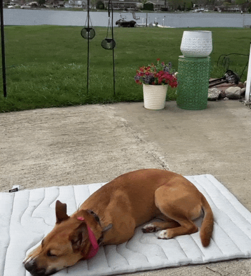 Dog on mat outdoors