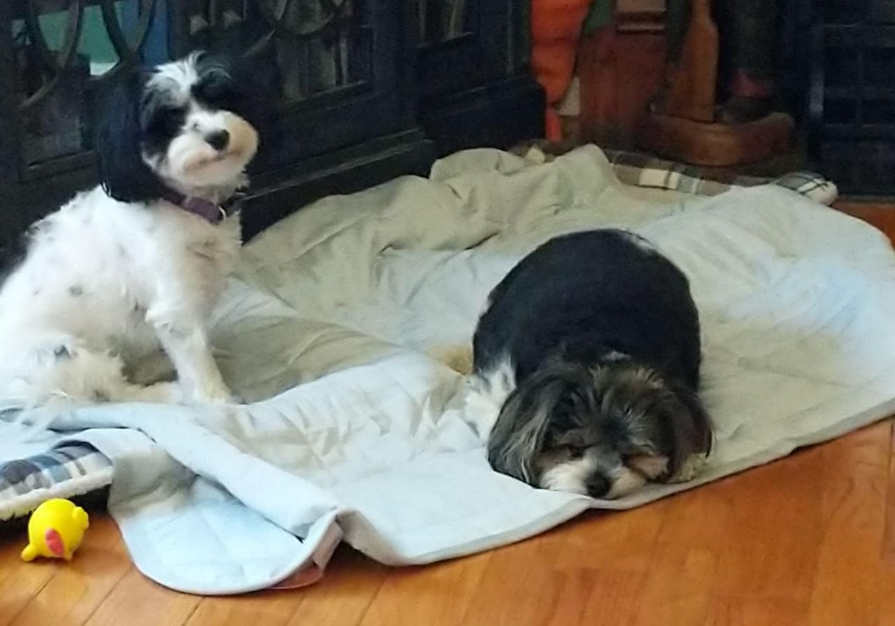 Two small dogs cuddling on cooling mat