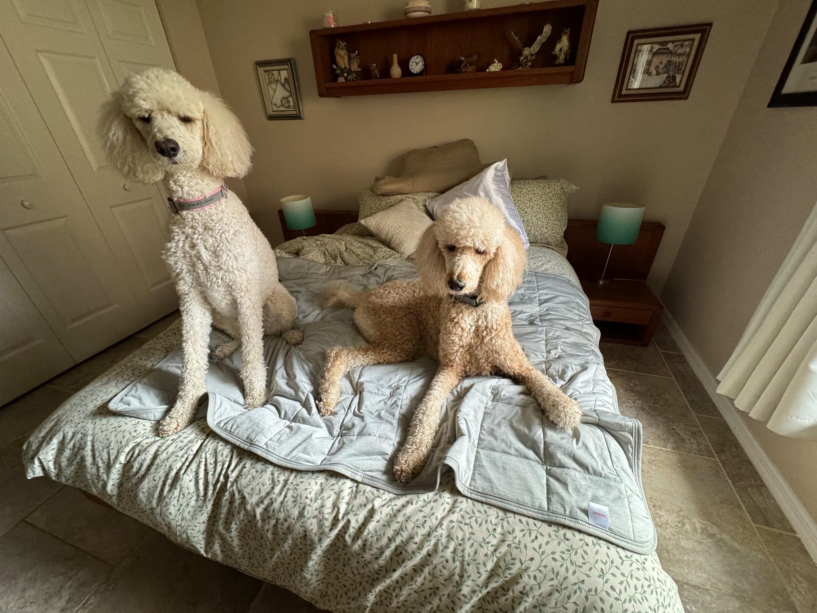 Two poodles on cooling mat on bed
