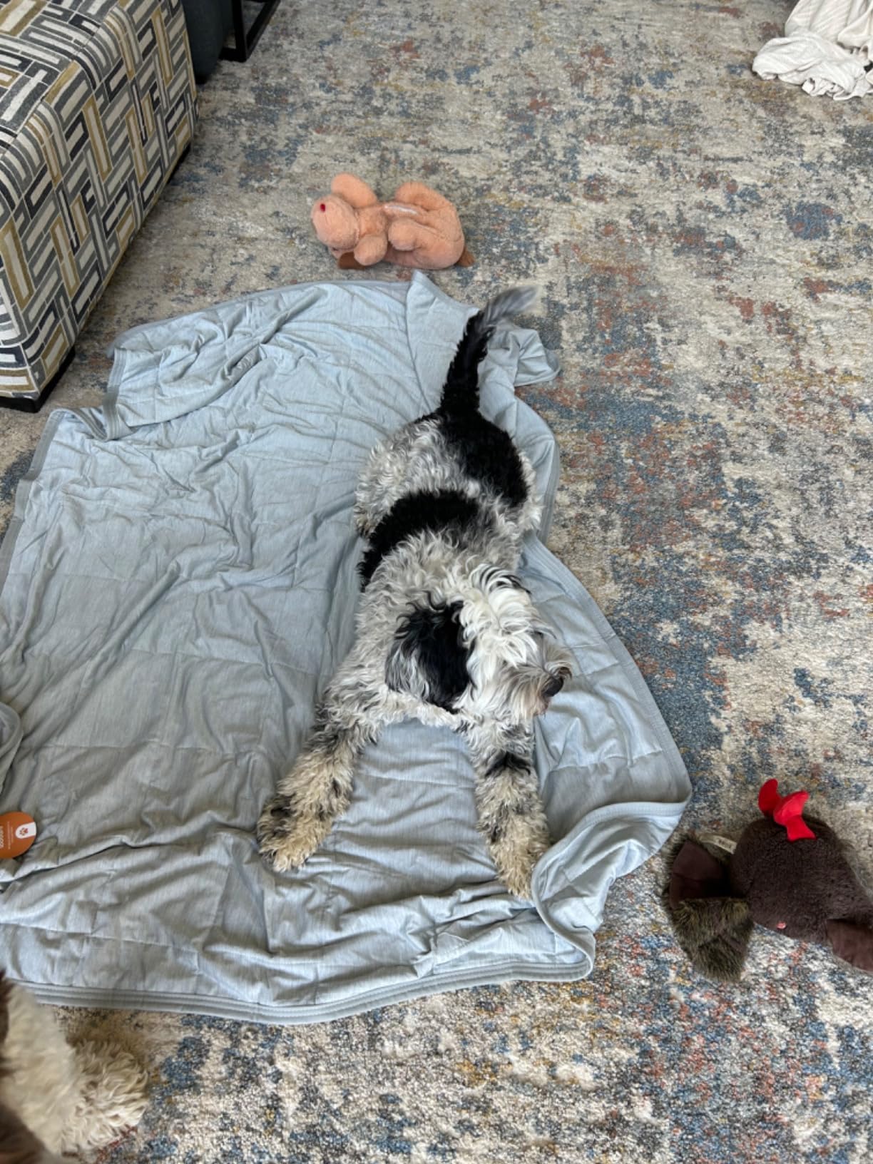 Schnauzer napping on cooling mat