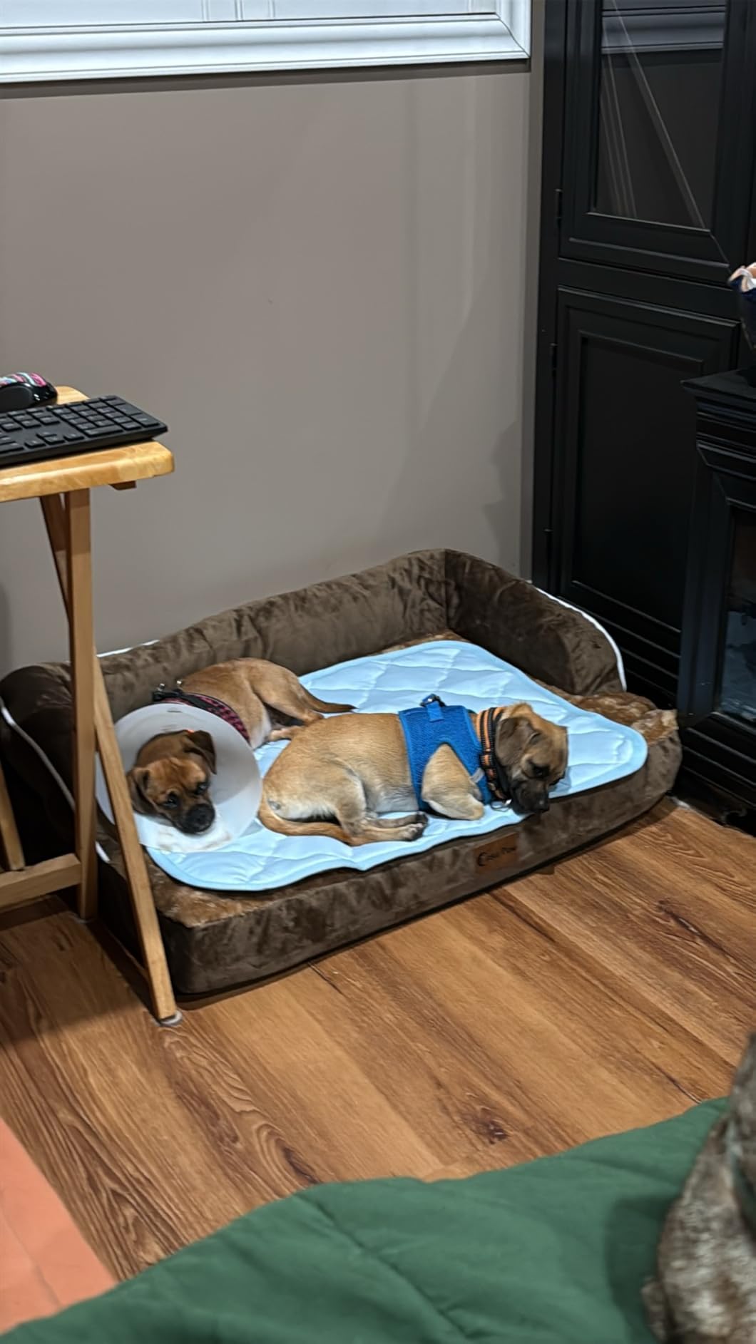 Two dogs sleeping on cooling mat
