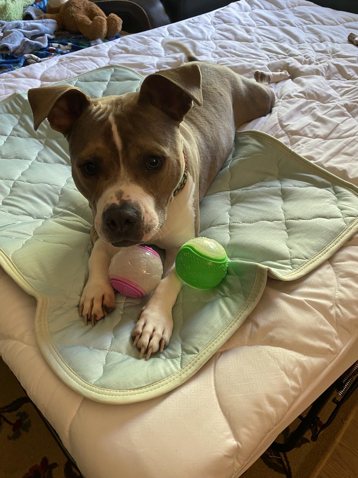 Pitbull mix lounging on cooling mat