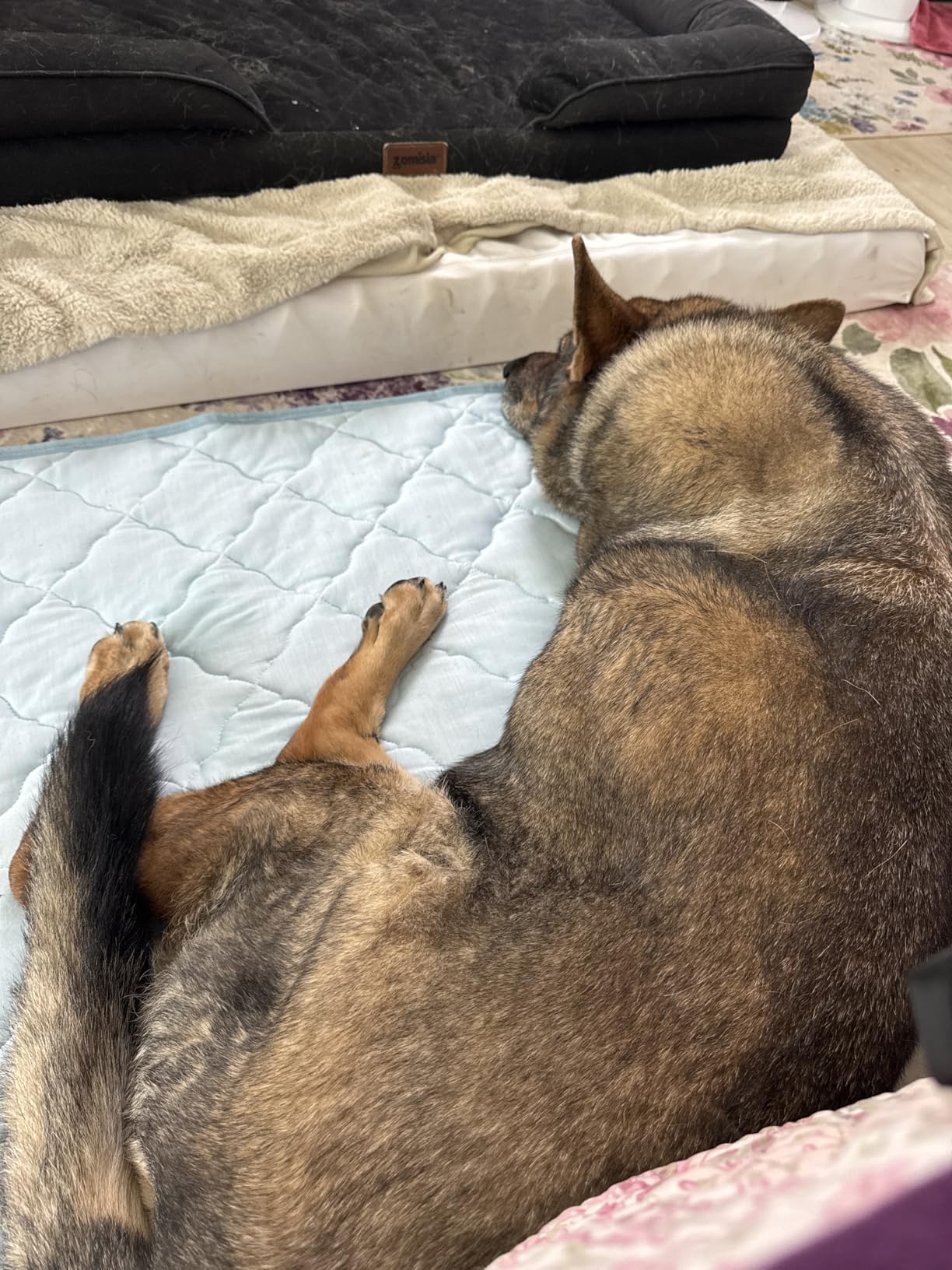 Large dog relaxing on cooling mat