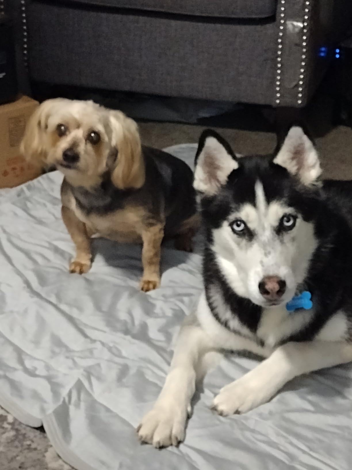Husky and small dog sharing cooling mat
