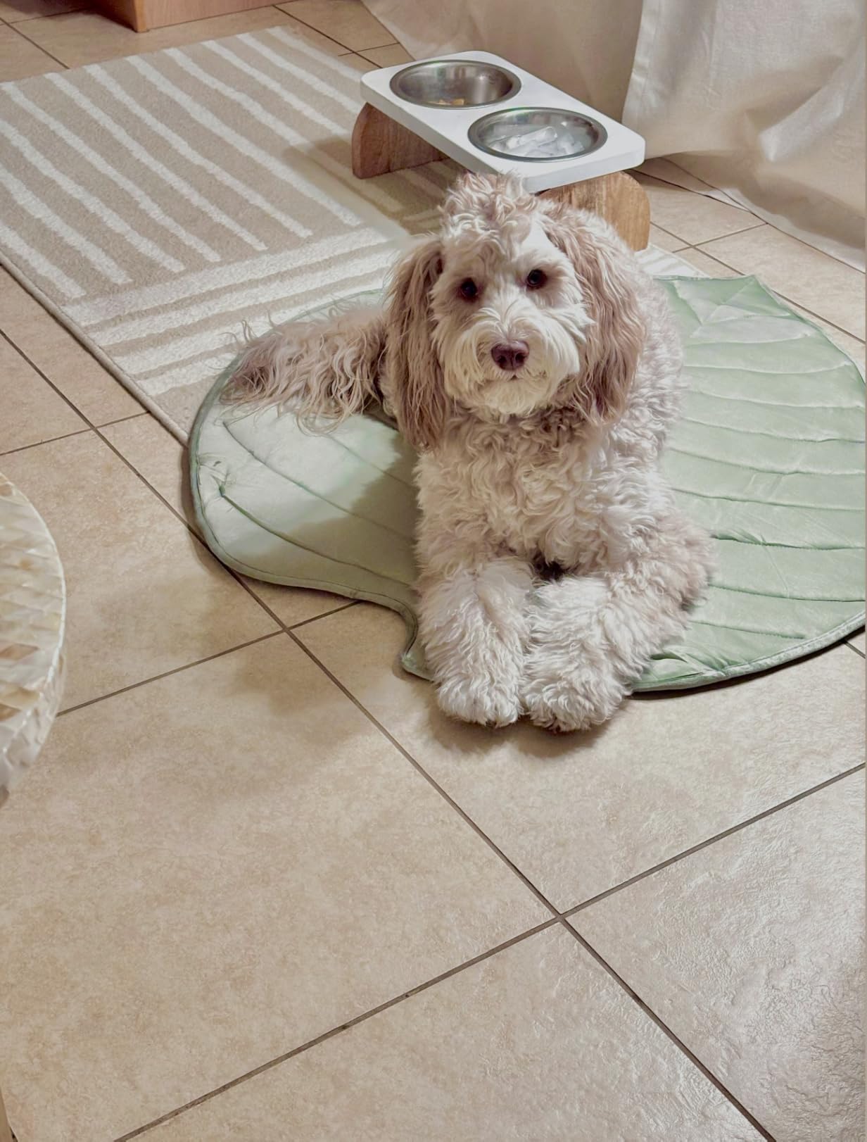 Milo on Wagley mat