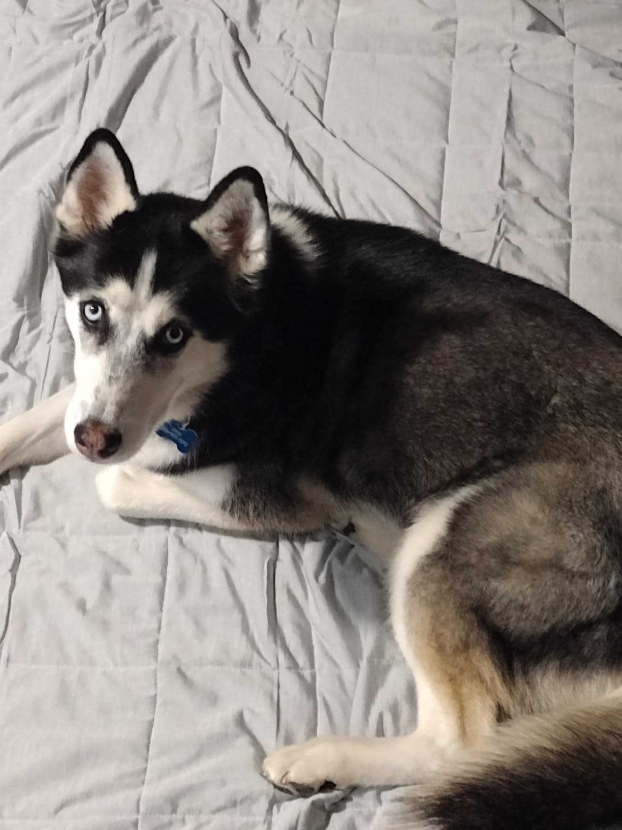 Husky lying on cooling mat
