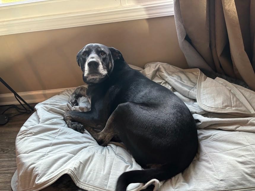 Senior black lab on cooling mat