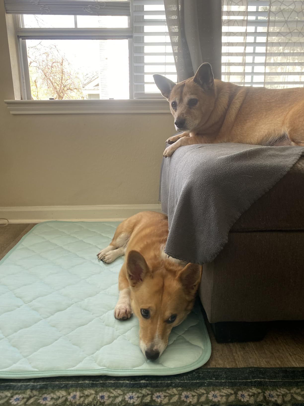 Two dogs relaxing near cooling mat