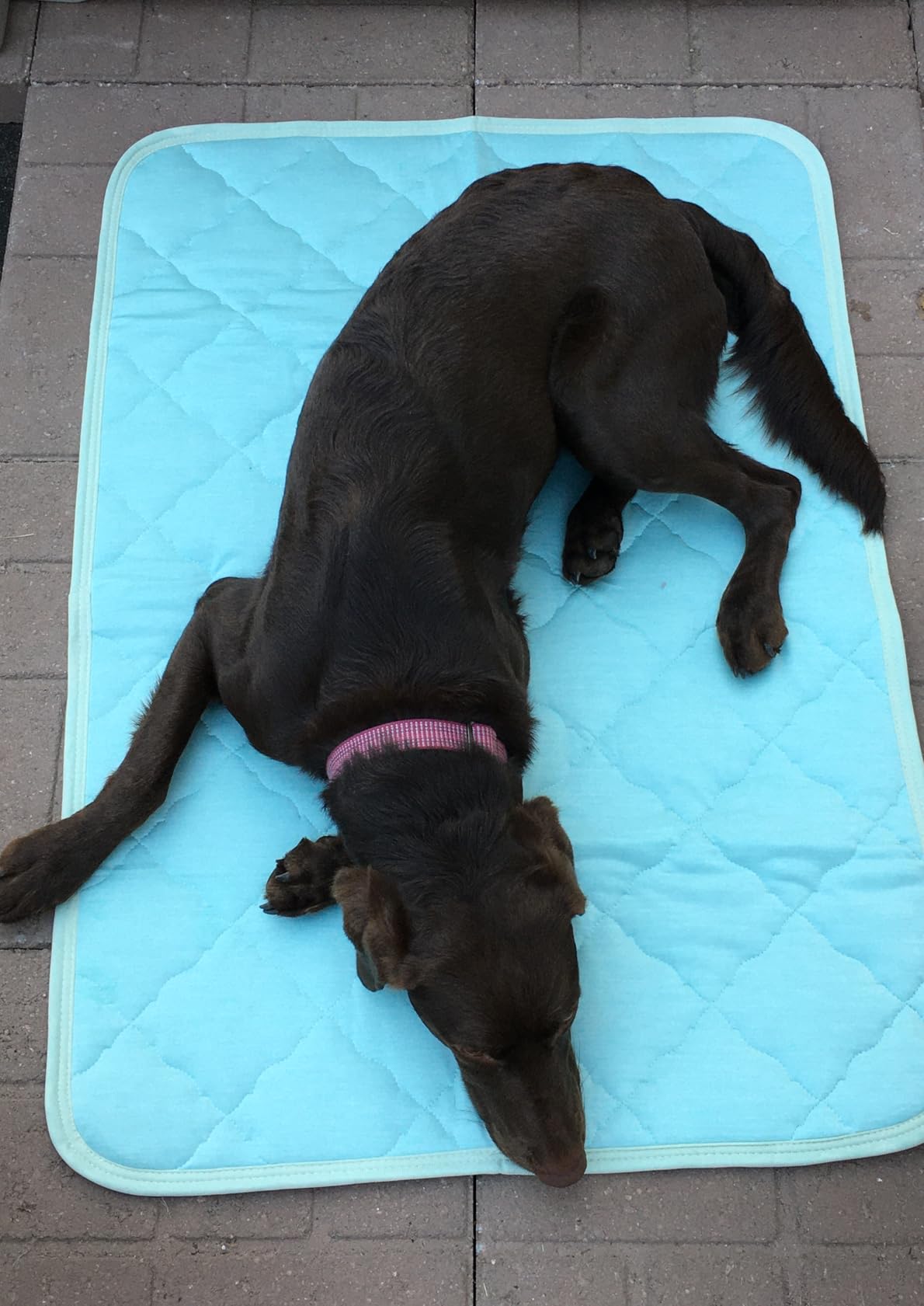 Chocolate lab sprawled on cooling mat